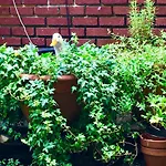 Inman Park Bed And Breakfast