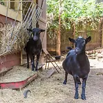 The Social Goat